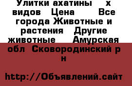 Улитки ахатины  2-х видов › Цена ­ 0 - Все города Животные и растения » Другие животные   . Амурская обл.,Сковородинский р-н